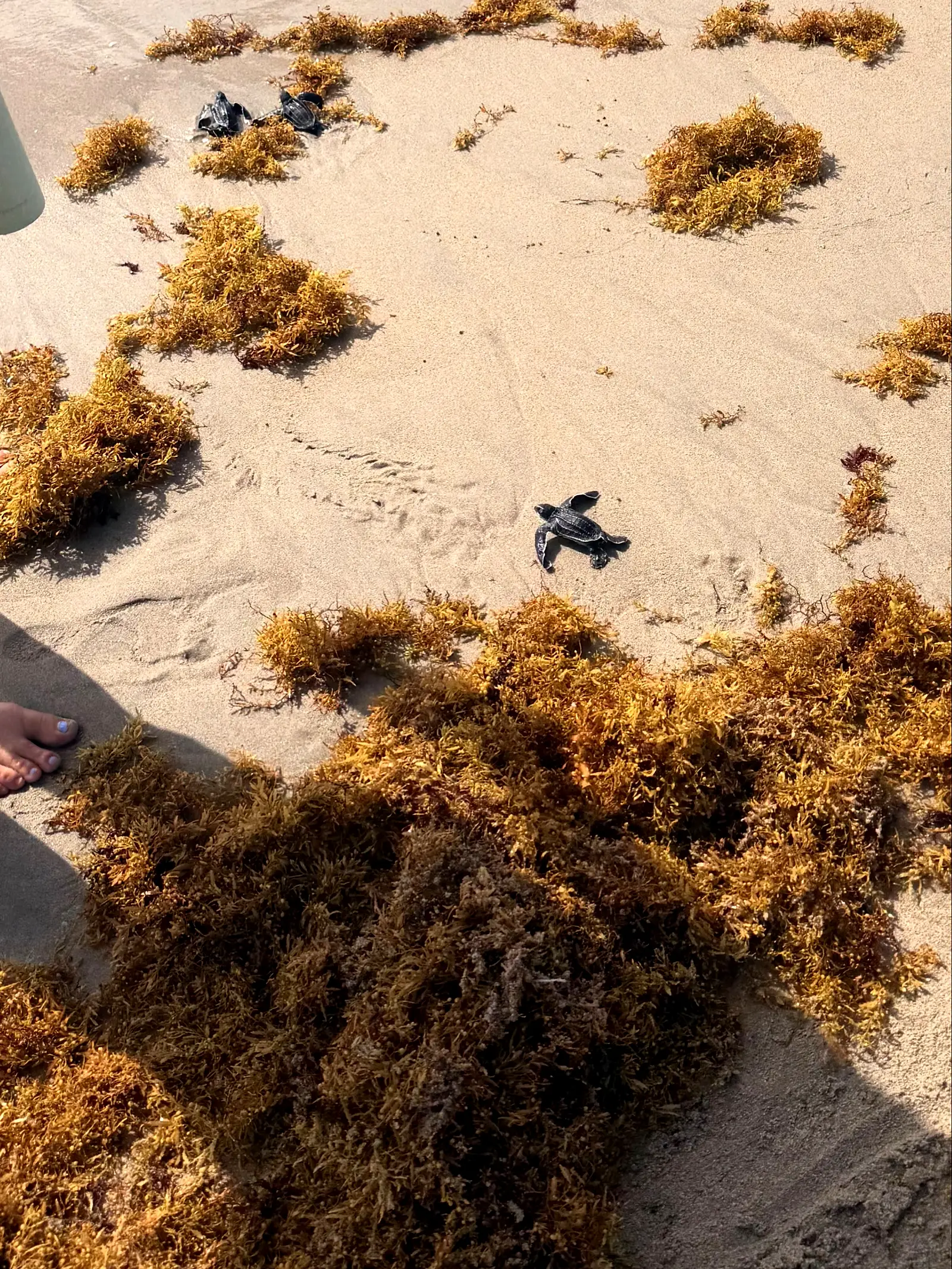 Turtle hatchling tracks across sand and seaweed on a beach.