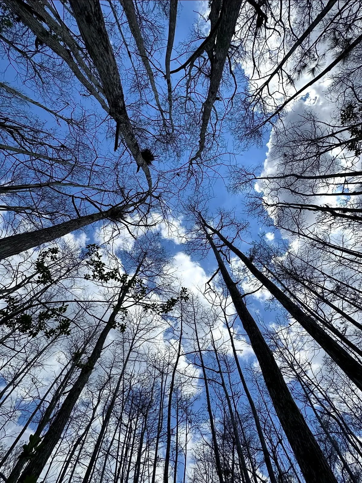 Looking up through palm fronds against a bright sky.