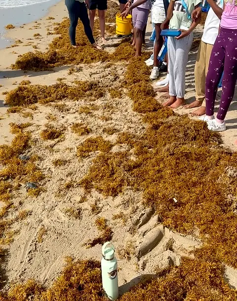 A wide stretch of beach covered in washed-up seaweed, with people walking away along the water's edge.